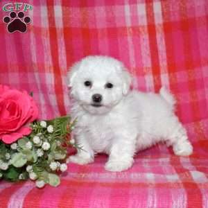 Winston (Tiny), Bichon Frise Puppy